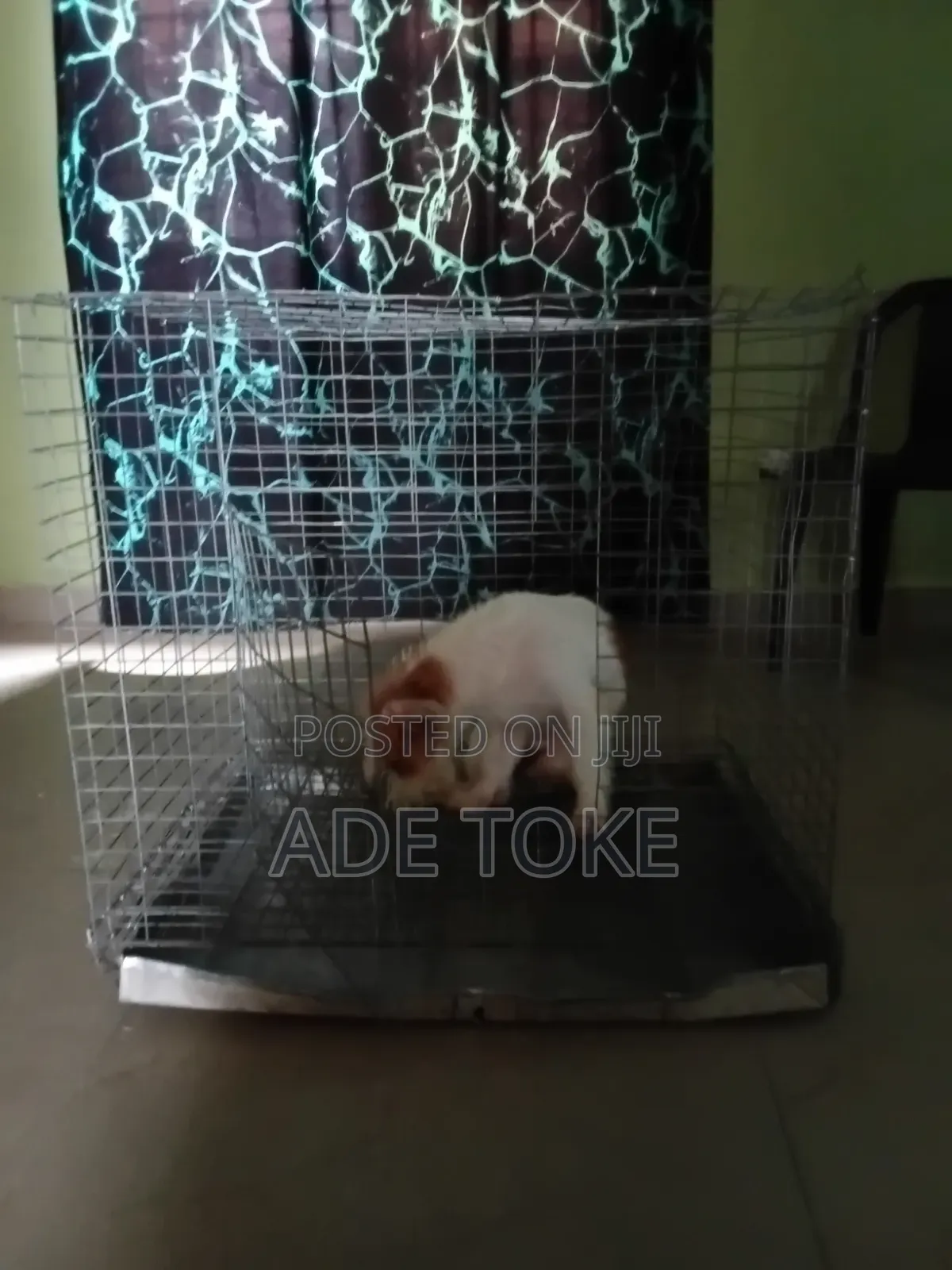 Medium Size Dog Cage for Sale