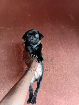 1-3 months Male Purebred Pug