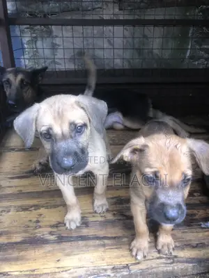 1-3 months Male Mixed Breed Boerboel