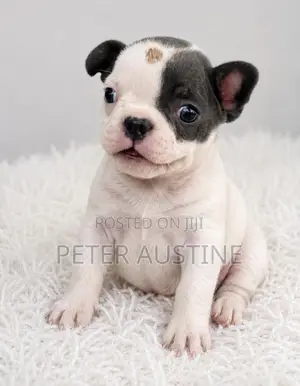 1-3 months Female Purebred French Bulldog