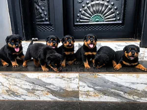 1-3 months Female Purebred Rottweiler