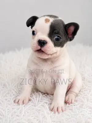 1-3 months Female Purebred French Bulldog
