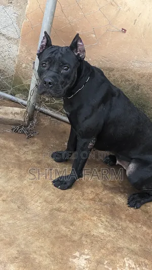 1+ year Female Purebred Cane Corso
