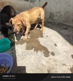 1-3 months Male Purebred Dog
