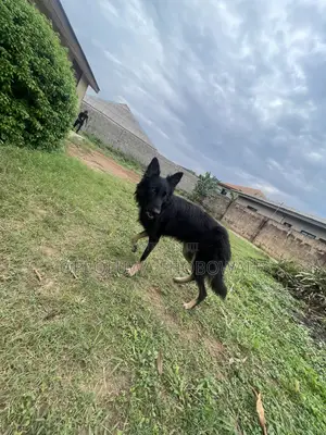 6-12 months Male Purebred German Shepherd
