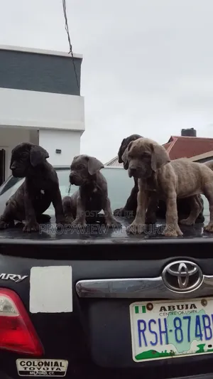 1-3 months Female Purebred Cane Corso