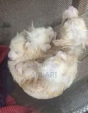1-3 months Male Mixed Breed American Eskimo