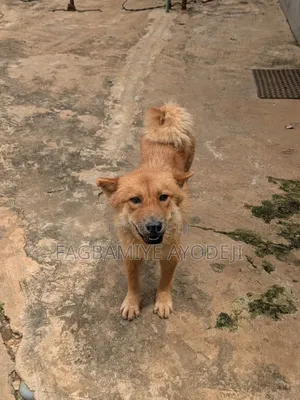 1+ year Female Purebred Chow Chow