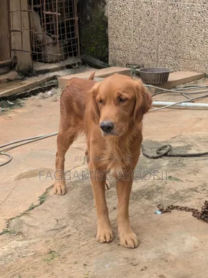 1+ year Male Purebred Golden Retriever