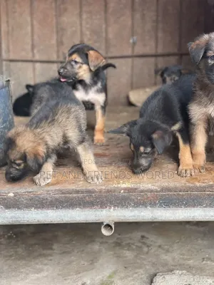 1-3 months Female Purebred German Shepherd