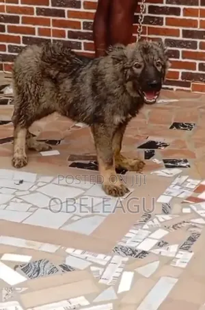 1-3 months Male Mixed Breed Caucasian Shepherd