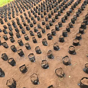 Palm Plantation Land Ownership