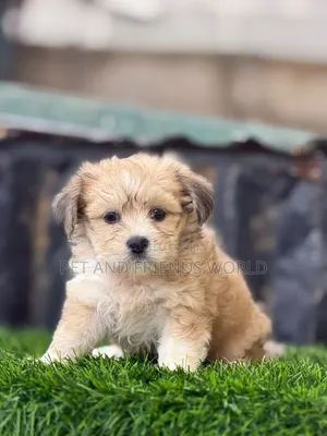 1-3 months Female Purebred Lhasa Apso