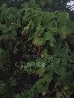 Acre of Farmland in Sekona Osun State