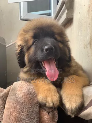1-3 months Male Purebred Caucasian Shepherd
