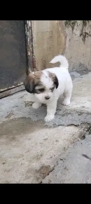 1-3 months Female Purebred Lhasa Apso