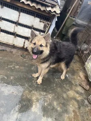 1+ year Male Purebred German Shepherd