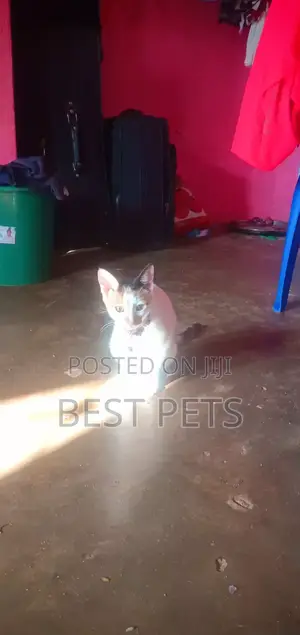3-6 months Female Purebred Cat