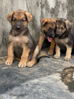 1-3 months Female Purebred German Shepherd