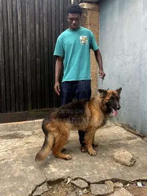 1+ year Male Purebred German Shepherd