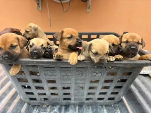 1-3 months Female Purebred Boerboel