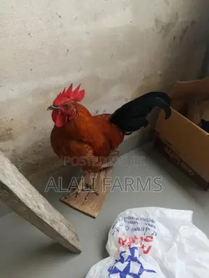 Cock for Sale