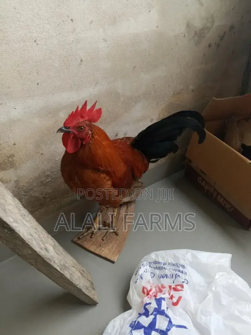 Cock for Sale