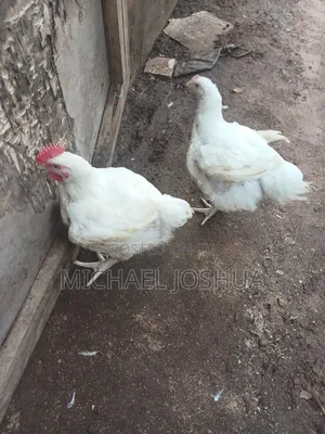 2 Months Old Broiler Chicken Strong and Healthy for Sale