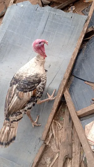 Turkey for Sale
