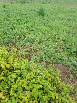 Distress Sale!! 10 Plots of Land for 6. 5 Million