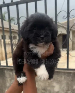 1-3 months Male Purebred Lhasa Apso