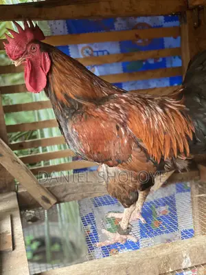 Farm Animal