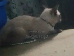 3-6 months Male Purebred Siamese