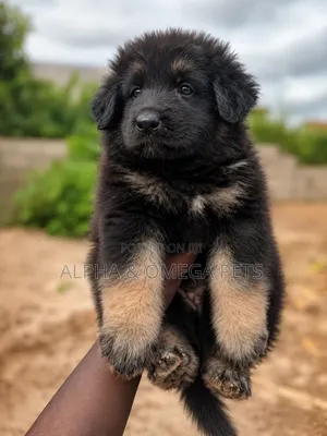 1-3 months Male Purebred German Shepherd
