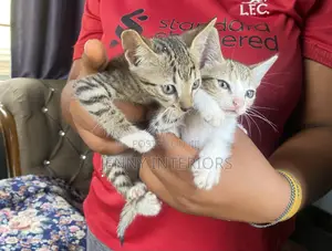 1-3 months Male Mixed Breed Cat