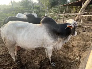 Premium Healthy Cows for Sale