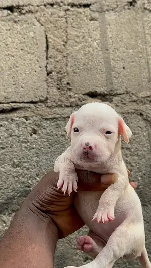 1-3 months Female Purebred American Bully