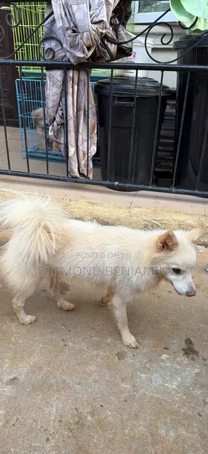 1+ year Male Purebred American Eskimo