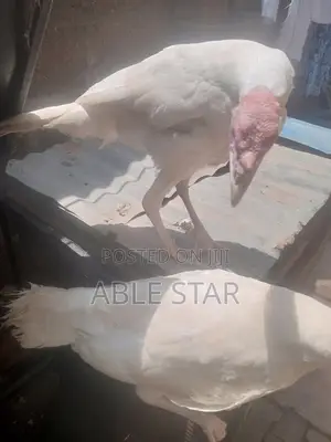 Turkey Available for Sale