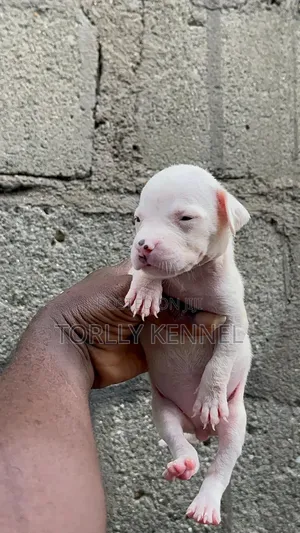 1-3 months Female Purebred American Pit Bull Terrier