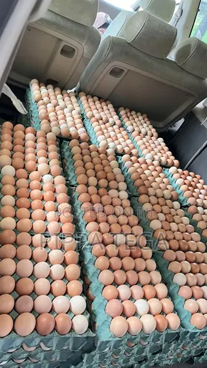 Jumbo Size of Fresh Eggs for Sell