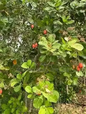 Sweet Cashew Seedlings