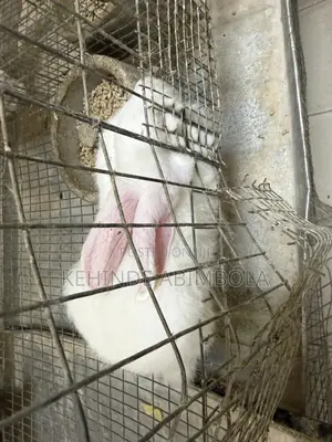 4 Rabbits for Sale in Ikeja Lasuth