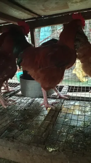 Farm Poultry