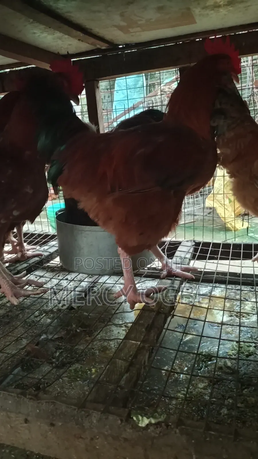 Farm Poultry