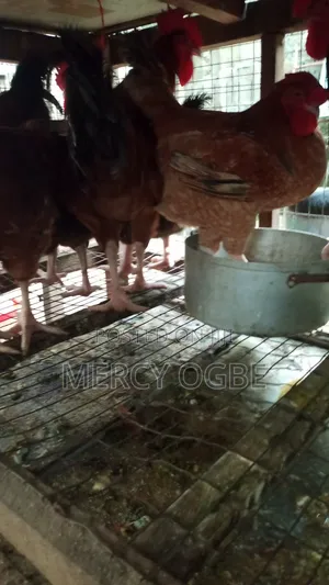 Farm Poultry