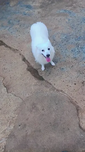 1+ year Male Purebred American Eskimo
