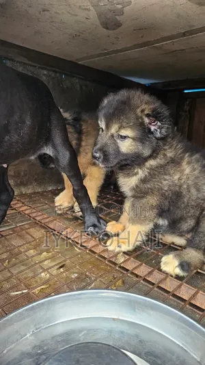 3-6 months Male Purebred Caucasian Shepherd