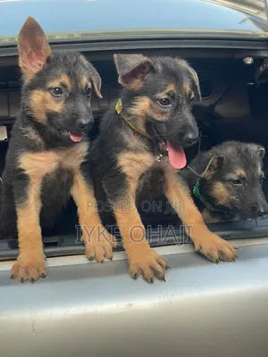 1-3 months Male Purebred German Shepherd