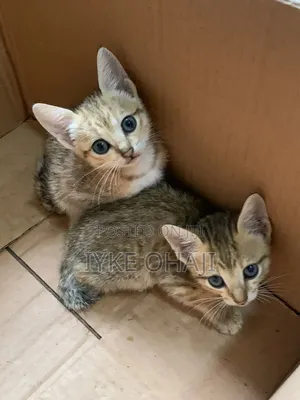 1-3 months Female Purebred American Shorthair